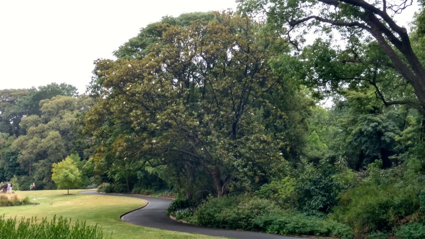 Magnolia grandiflora plantplacesimage20161226_185624.jpg