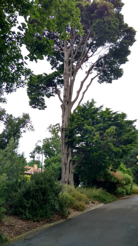 Cupressus macrocarpa plantplacesimage20161226_190156.jpg