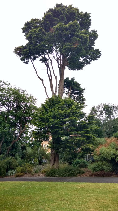 Cupressus macrocarpa plantplacesimage20161226_190318.jpg