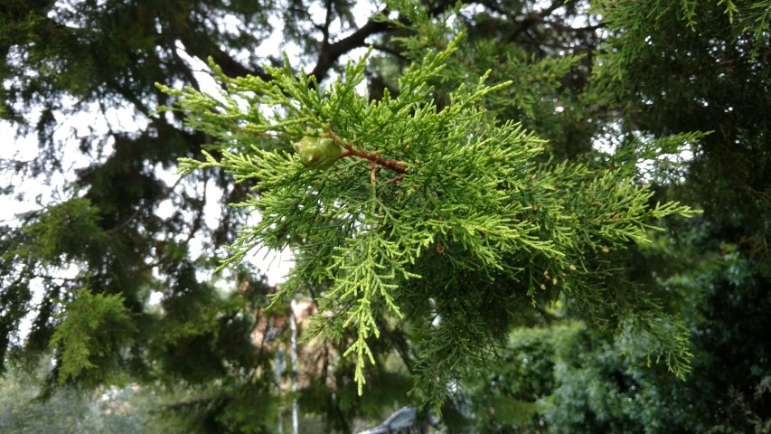 Cupressus macrocarpa plantplacesimage20161226_190345.jpg