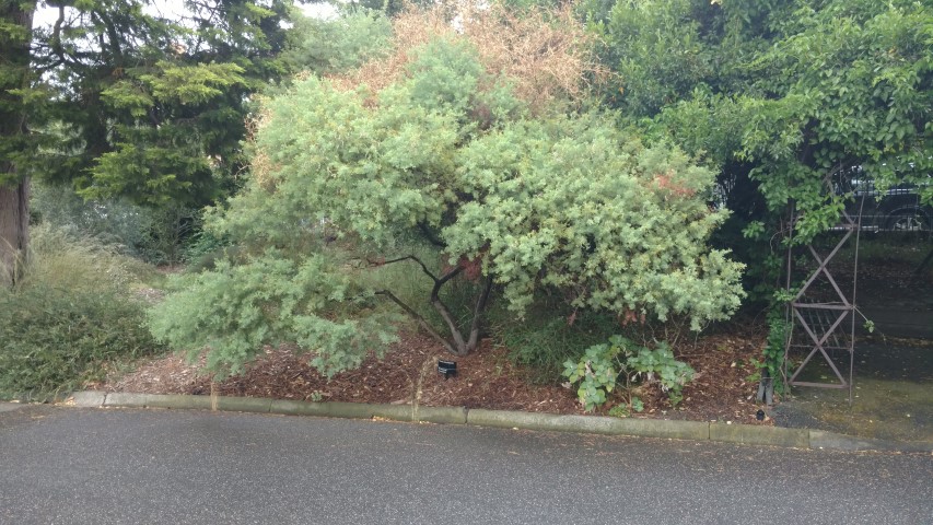 Acacia chinchillensis plantplacesimage20161226_190431.jpg