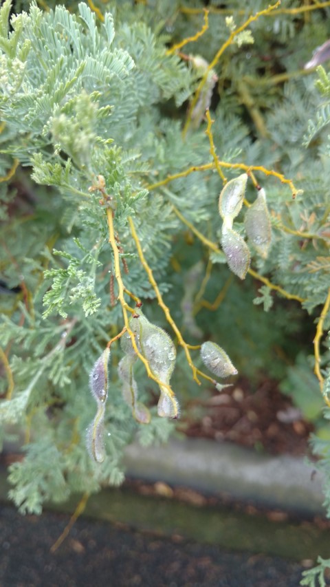 Acacia chinchillensis plantplacesimage20161226_190449.jpg