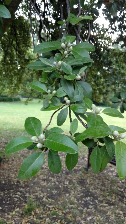 Lagunaria patersonii plantplacesimage20161226_190803.jpg