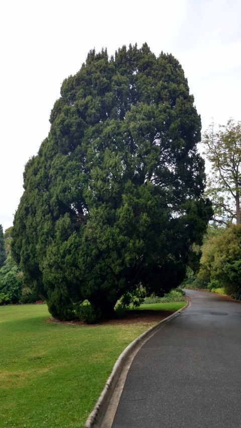 Cupressus sempervirens plantplacesimage20161226_191035.jpg