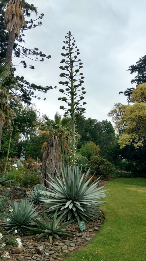 Agave parryi plantplacesimage20161226_191252.jpg