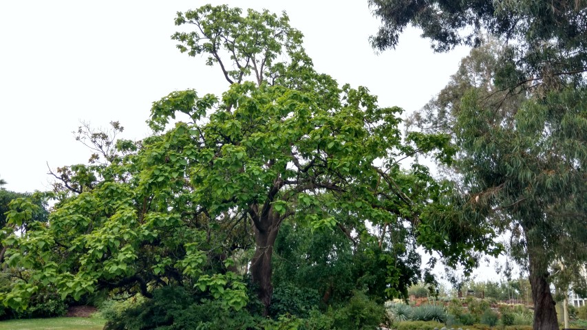 Catalpa bignonioides plantplacesimage20161226_191832.jpg