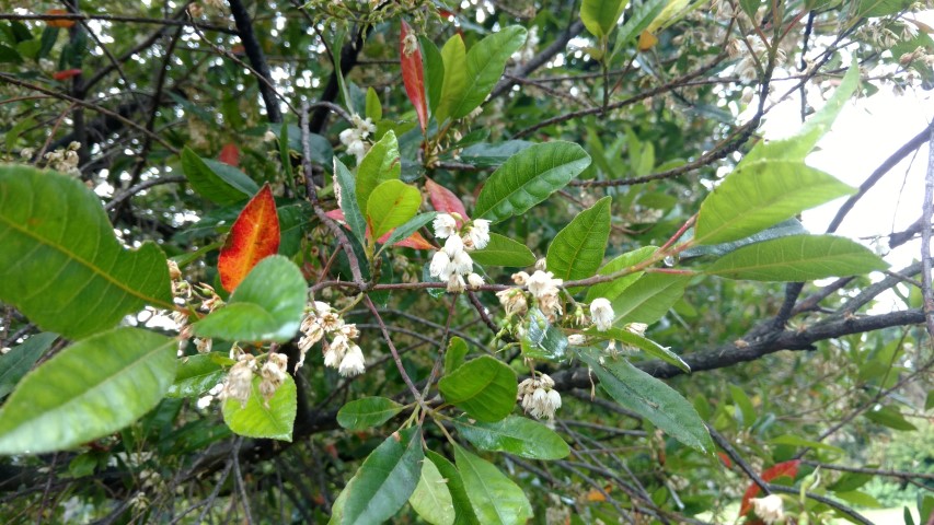 Elaeocarpus reticulatus plantplacesimage20161226_191940.jpg