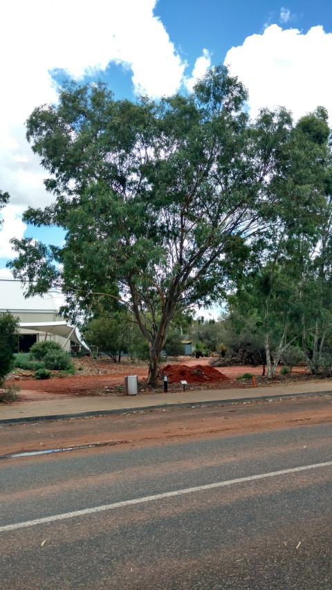 Eucalyptus camaldulensis plantplacesimage20161227_141802.jpg