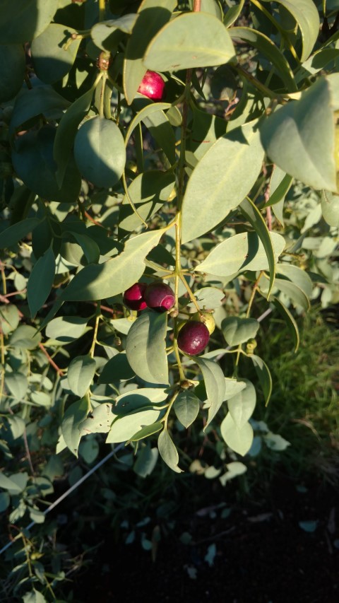 Carissa spinarum plantplacesimage20161228_061711.jpg