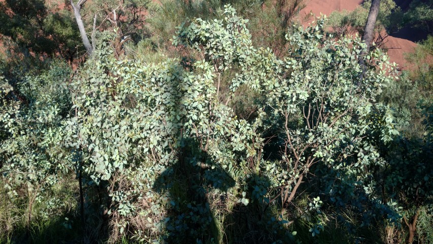 Santalum lanceolatum plantplacesimage20161228_063418.jpg