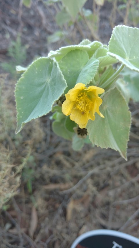 abutilon leucopetalum plantplacesimage20161228_075738.jpg