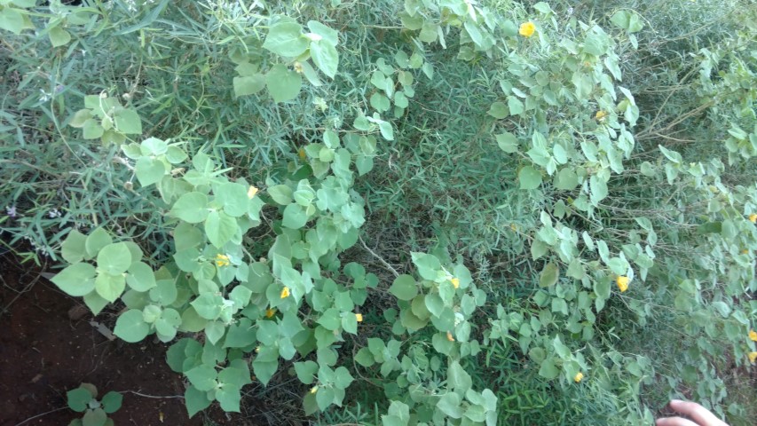 abutilon leucopetalum plantplacesimage20161228_075933.jpg