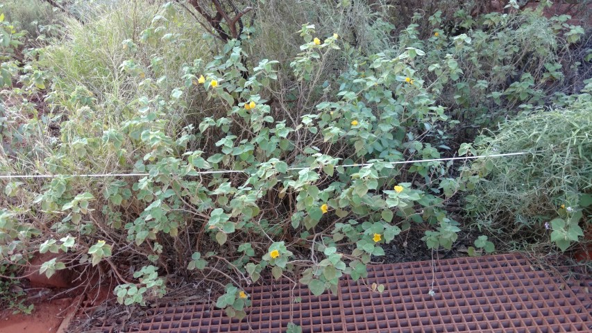 abutilon leucopetalum plantplacesimage20161228_081054.jpg