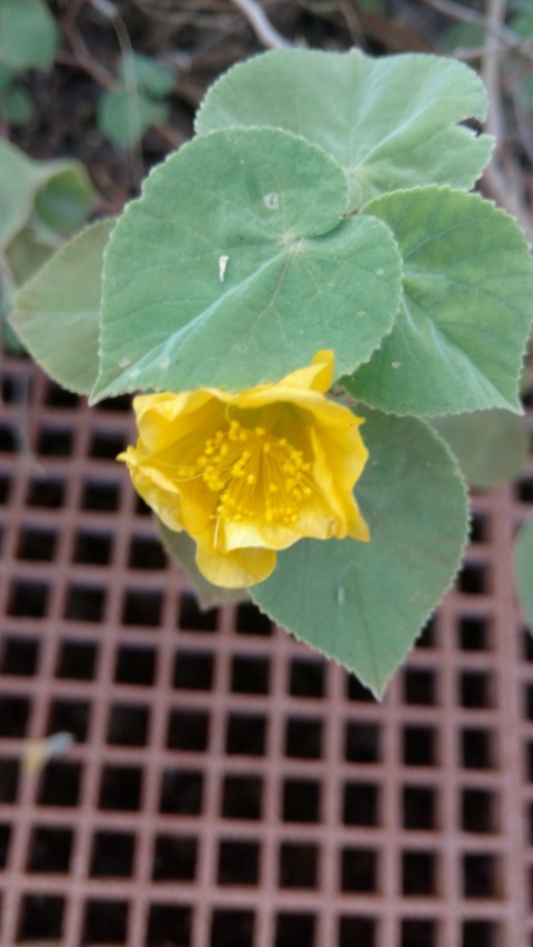 abutilon leucopetalum plantplacesimage20161228_081103.jpg