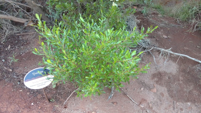 Dodonaea viscosa plantplacesimage20161228_081343.jpg