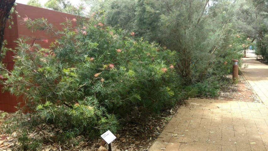 Grevillea eriostachya plantplacesimage20161228_124616.jpg