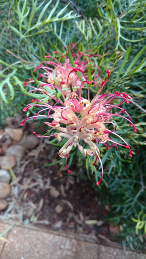 Grevillea eriostachya plantplacesimage20161228_124700.jpg