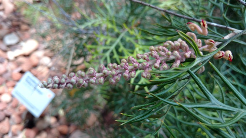 Grevillea eriostachya plantplacesimage20161228_124715.jpg