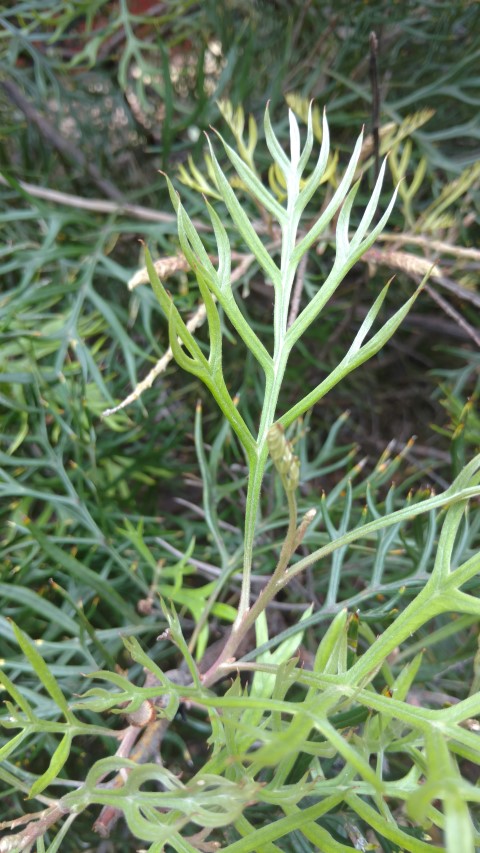 Grevillea eriostachya plantplacesimage20161228_124750.jpg