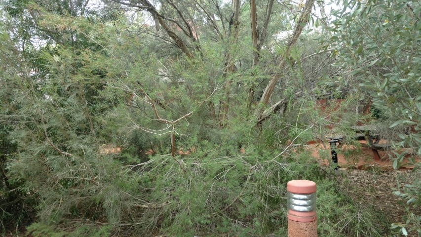 Melaleuca glomerate plantplacesimage20161228_125156.jpg