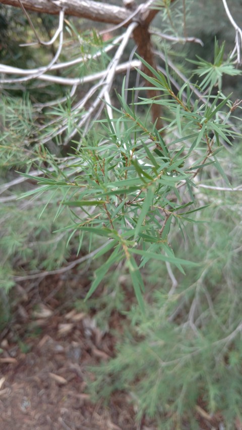 Melaleuca glomerate plantplacesimage20161228_125215.jpg