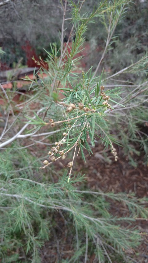 Melaleuca glomerate plantplacesimage20161228_125234.jpg