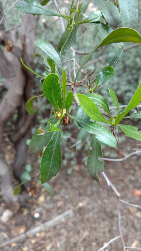 Dodonaea viscosa plantplacesimage20161228_125651.jpg