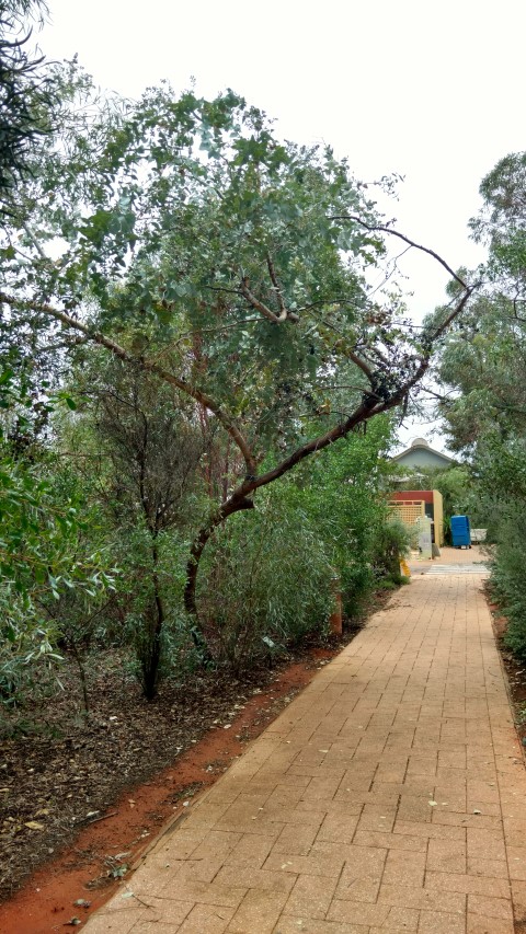 Eucalyptus gamophylla plantplacesimage20161228_125929.jpg