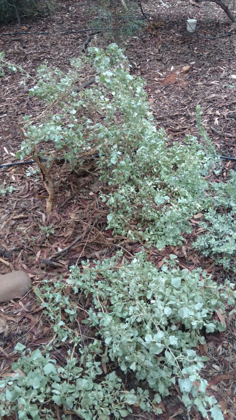 Atriplex nummularia plantplacesimage20161228_130132.jpg