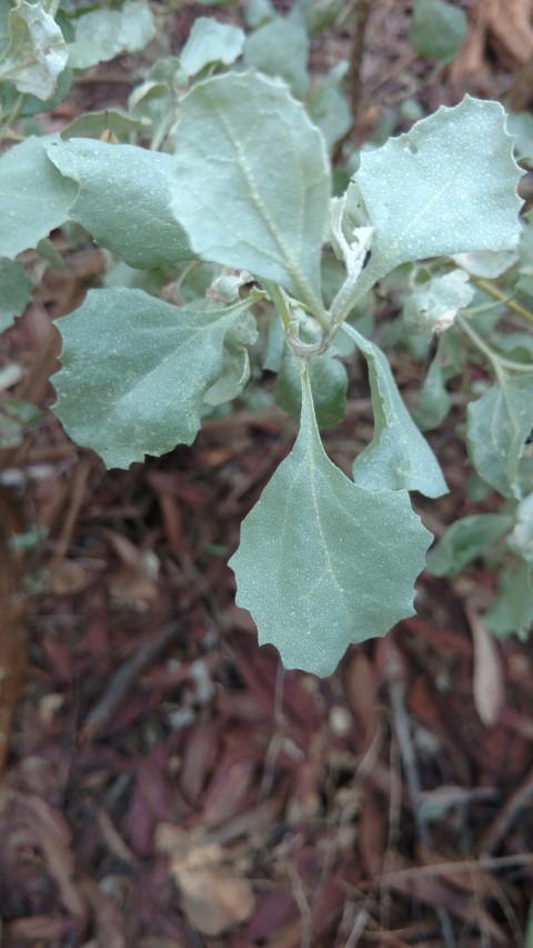 Atriplex nummularia plantplacesimage20161228_130347.jpg