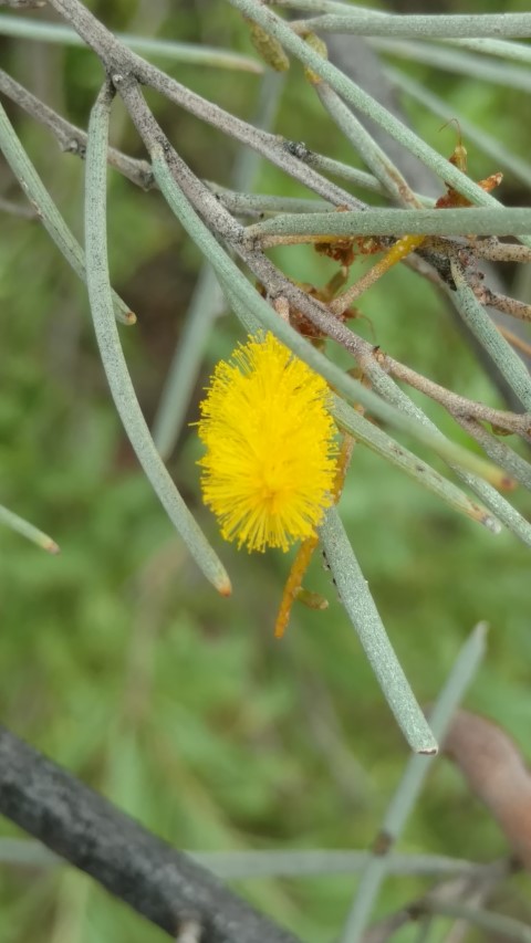 Acacia aneura plantplacesimage20161228_130654.jpg