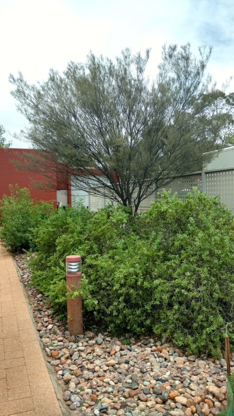 Acacia aneura plantplacesimage20161228_130728.jpg