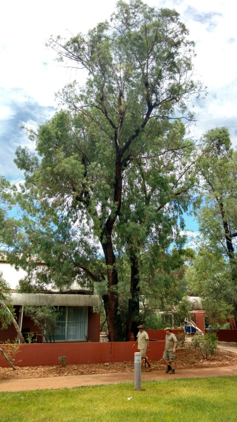 Eucalyptus sideroxylon plantplacesimage20161228_131718.jpg