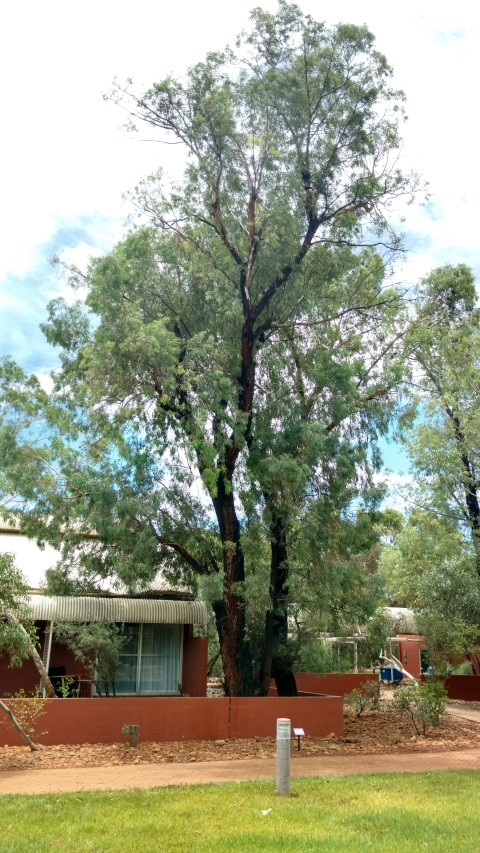 Eucalyptus sideroxylon plantplacesimage20161228_131735.jpg