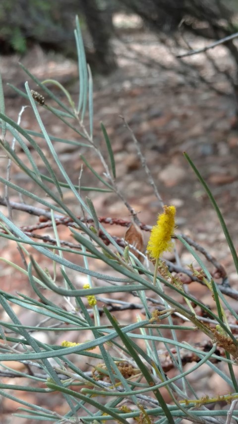 Acacia aneura plantplacesimage20161228_132328.jpg