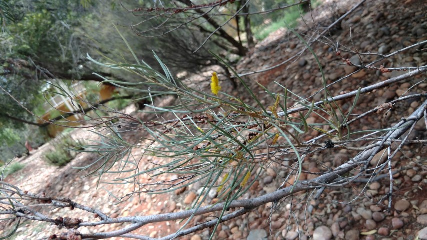 Acacia aneura plantplacesimage20161228_132410.jpg