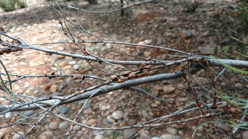 Acacia aneura plantplacesimage20161228_132432.jpg