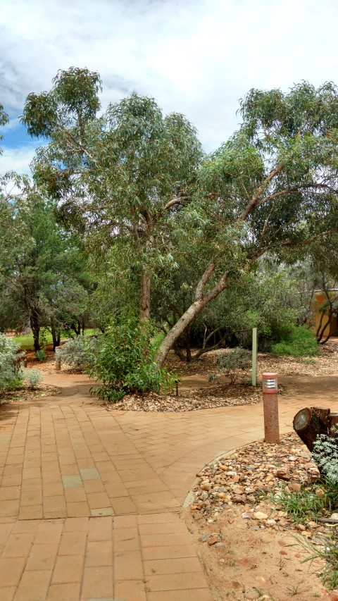 Eucalyptus pachyphylla plantplacesimage20161228_132657.jpg