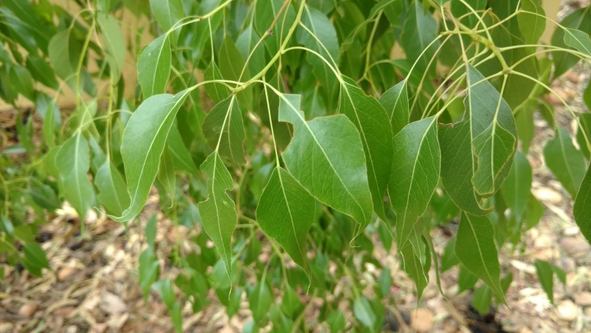 Brachychiton gregorli plantplacesimage20161228_133209.jpg