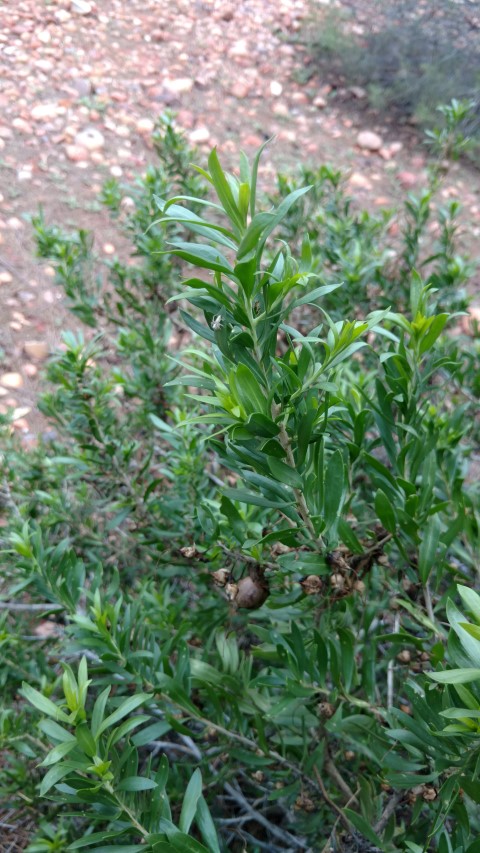 Eremophila longifolia plantplacesimage20161228_134046.jpg