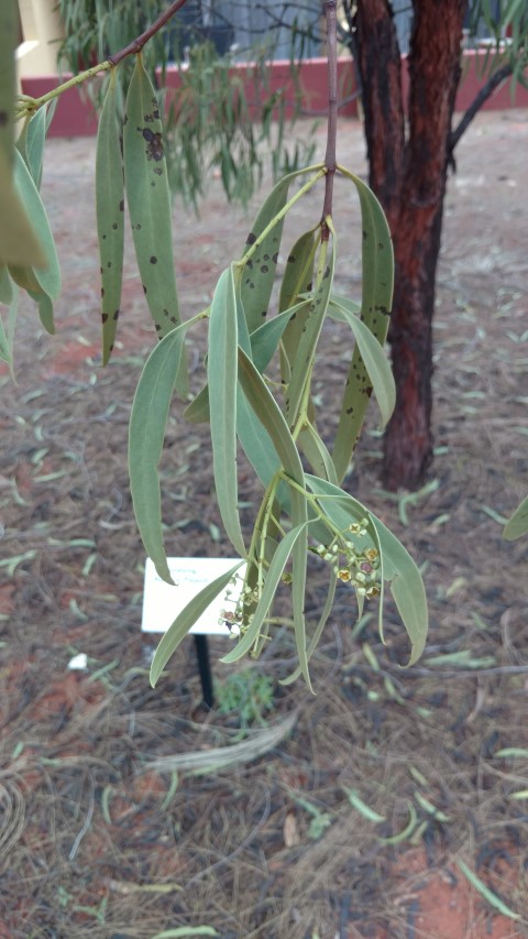 Santalum acuminatum plantplacesimage20161228_134212.jpg
