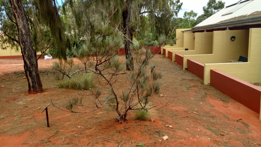 Grevillea eriostachya plantplacesimage20161228_134639.jpg