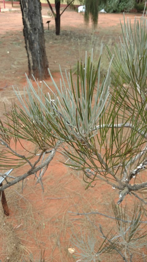 Grevillea eriostachya plantplacesimage20161228_134702.jpg