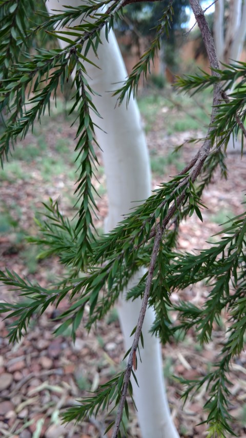 Melaleuca glomerate plantplacesimage20161228_141153.jpg