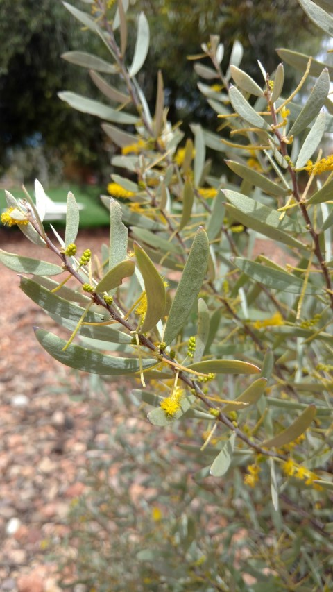 Acacia kempeana plantplacesimage20161228_141818.jpg