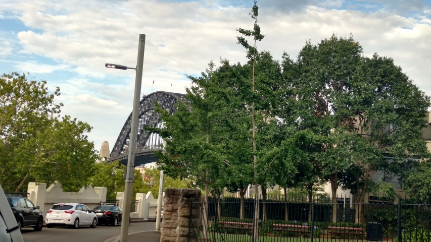 Ginkgo biloba plantplacesimage20161230_181738.jpg