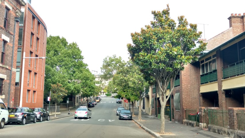 Magnolia grandiflora plantplacesimage20161230_181941.jpg