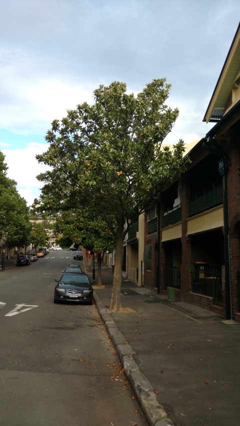 Magnolia grandiflora plantplacesimage20161230_182006.jpg