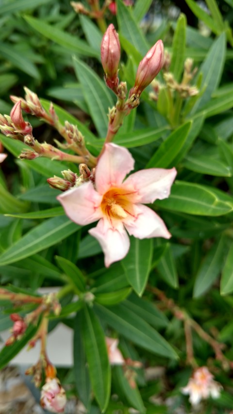 Nerium oleander plantplacesimage20170102_103300.jpg