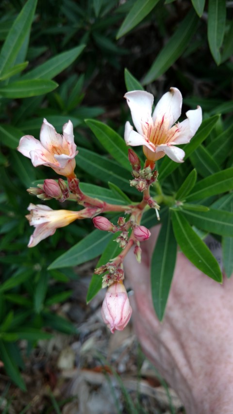 Nerium oleander plantplacesimage20170102_103314.jpg